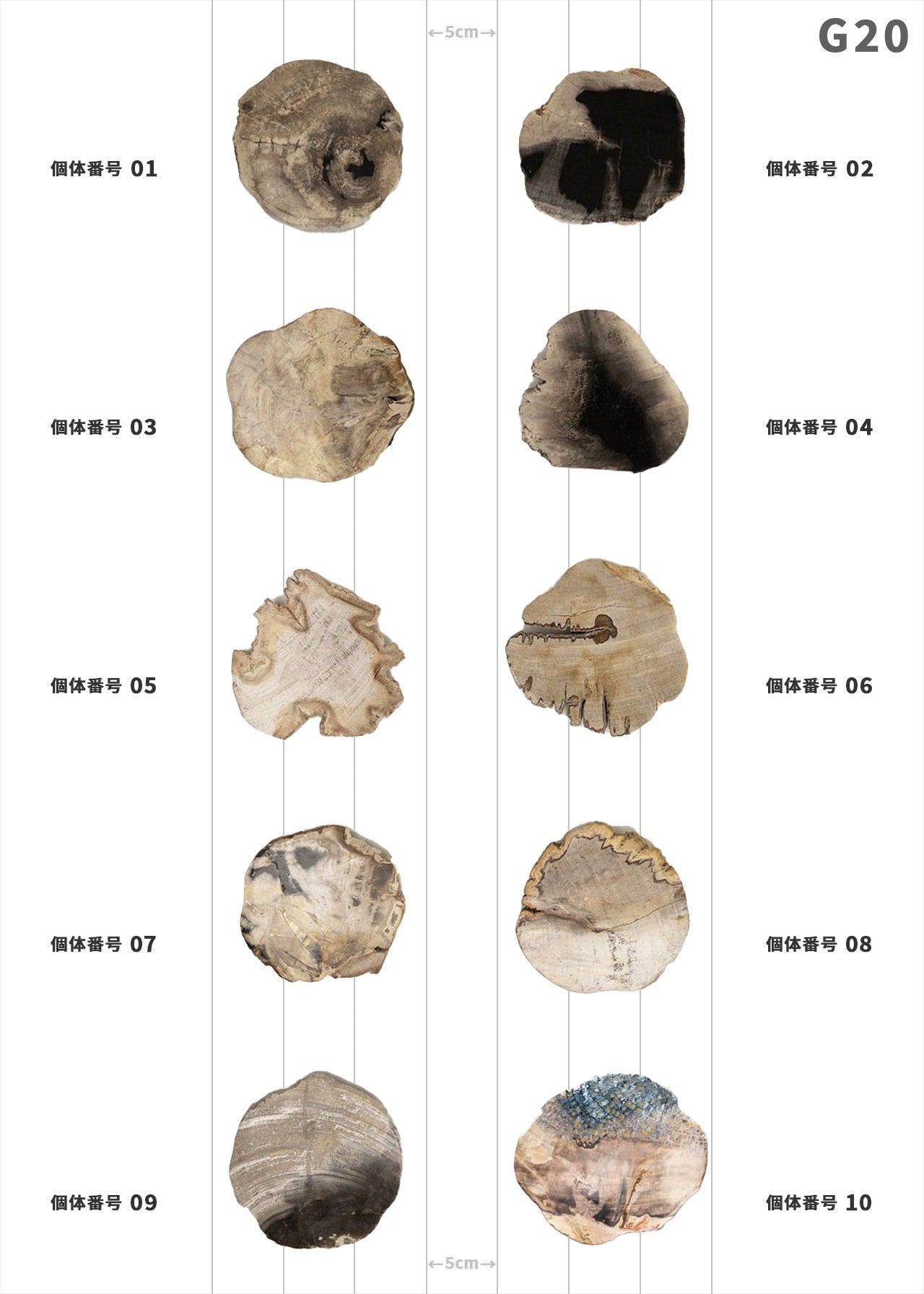 【100個体で選べる】amabro WOOD COASTER Natural ウッドコースター ナチュラル 珪化木