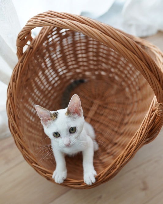 ねこがすっぽり入る ラトビア 薪のかご PinumuPasaule 2サイズ