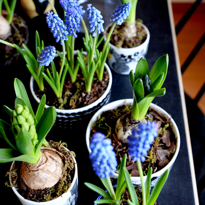 マリメッコ シイルトラプータルハ ボウル 500ml 096 ホワイト/ブラック marimekko SIIRTOLAPUUTARHA