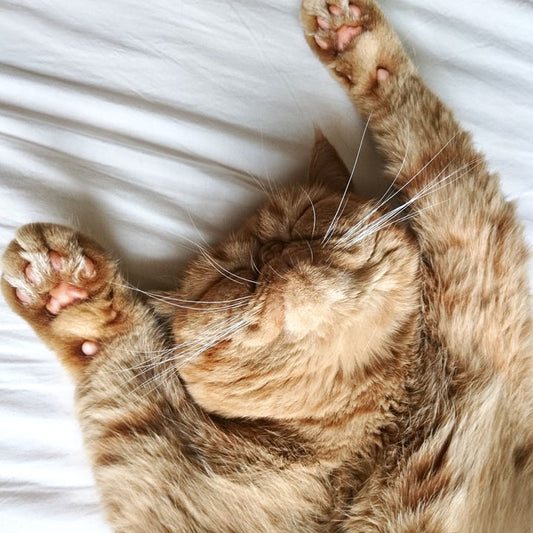 レデッカー 猫が喜ぶ キャットブラシ