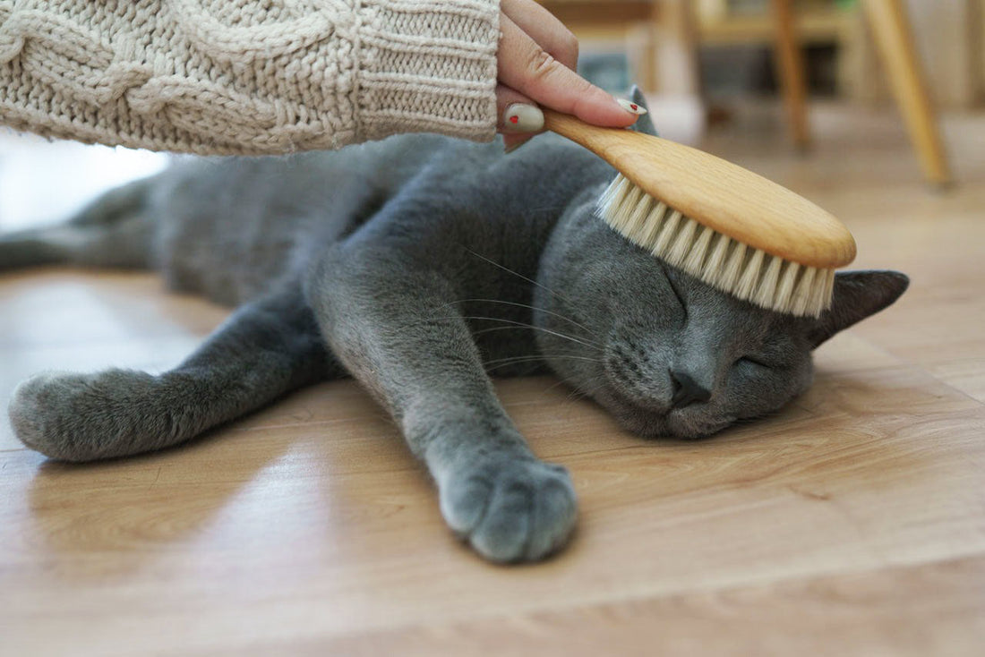 「うちの猫はブラッシング嫌い」わたしが試したブラシ克服の話｜ねこくら - 猫と暮らすかたち