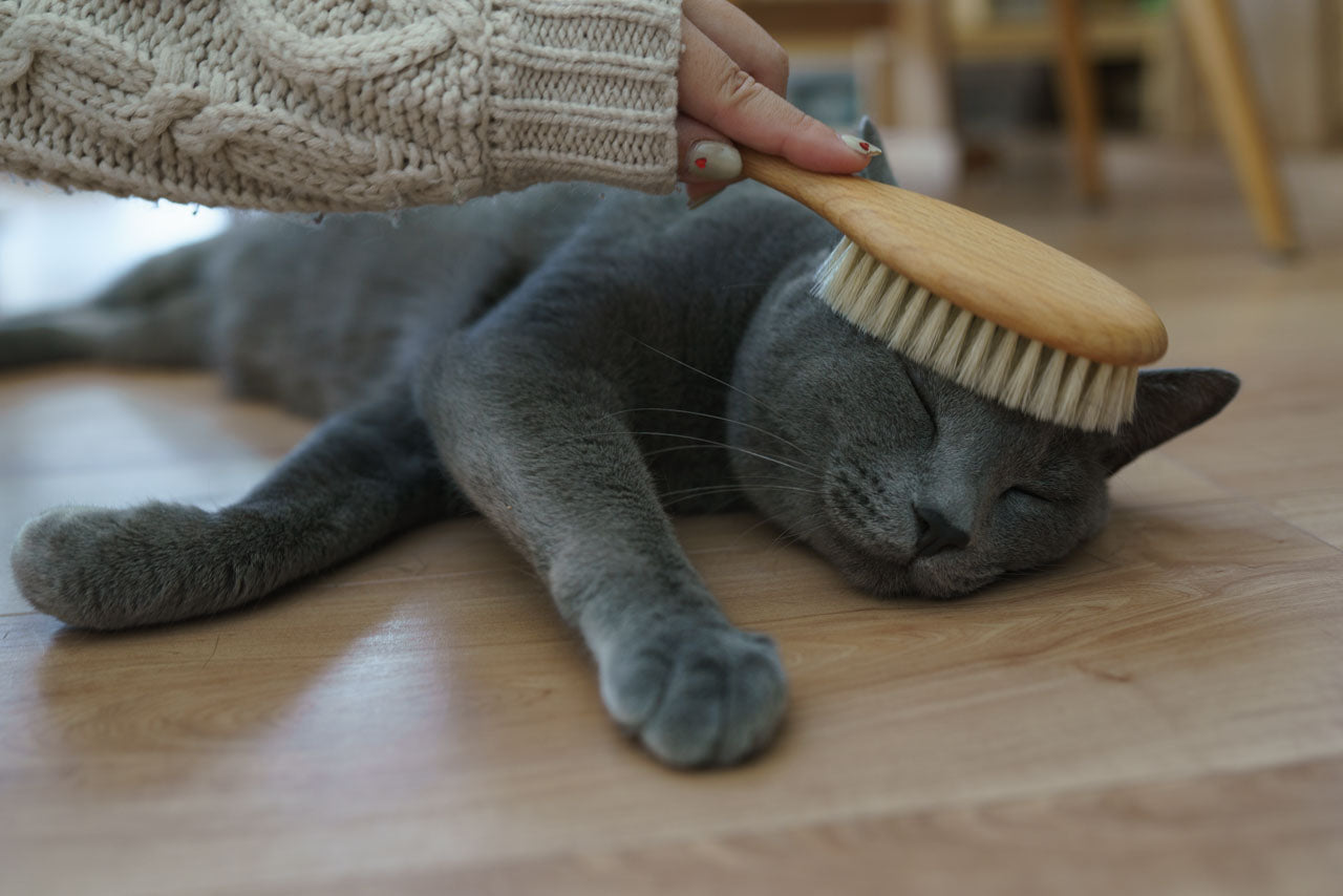 「うちの猫はブラッシング嫌い」わたしが試したブラシ克服の話｜ねこくら - 猫と暮らすかたち