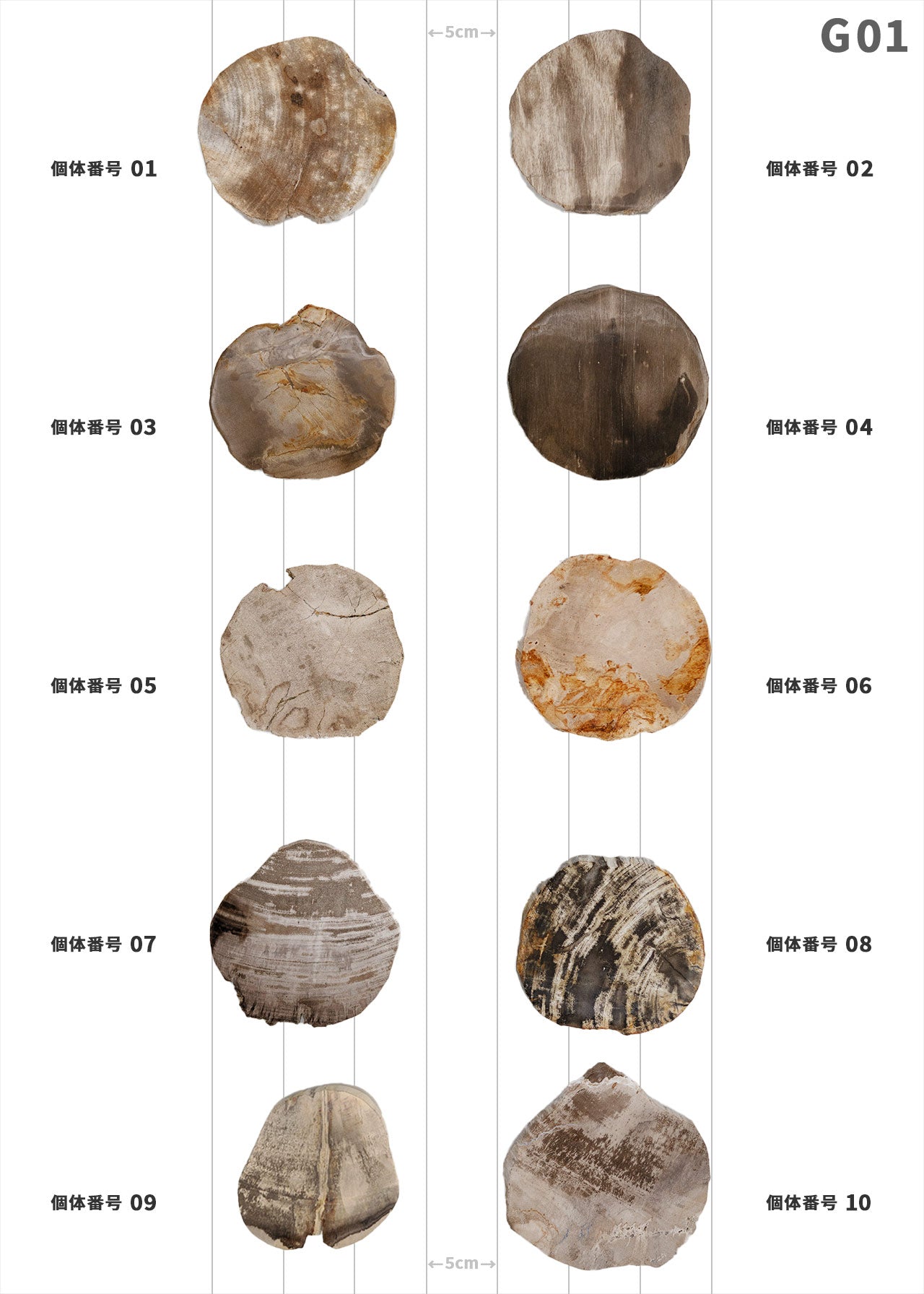 個体が選べます amabro 珪化木 ウッドコースター ナチュラル – くらす