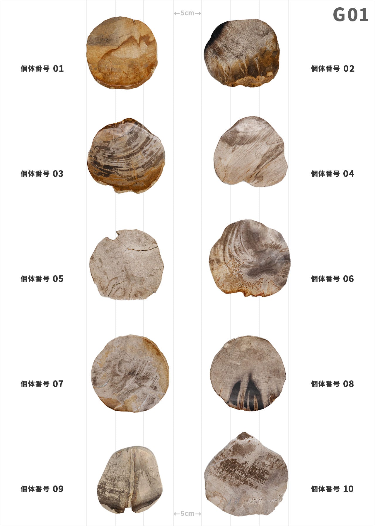 個体が選べます amabro 珪化木 ウッドコースター ナチュラル – くらす