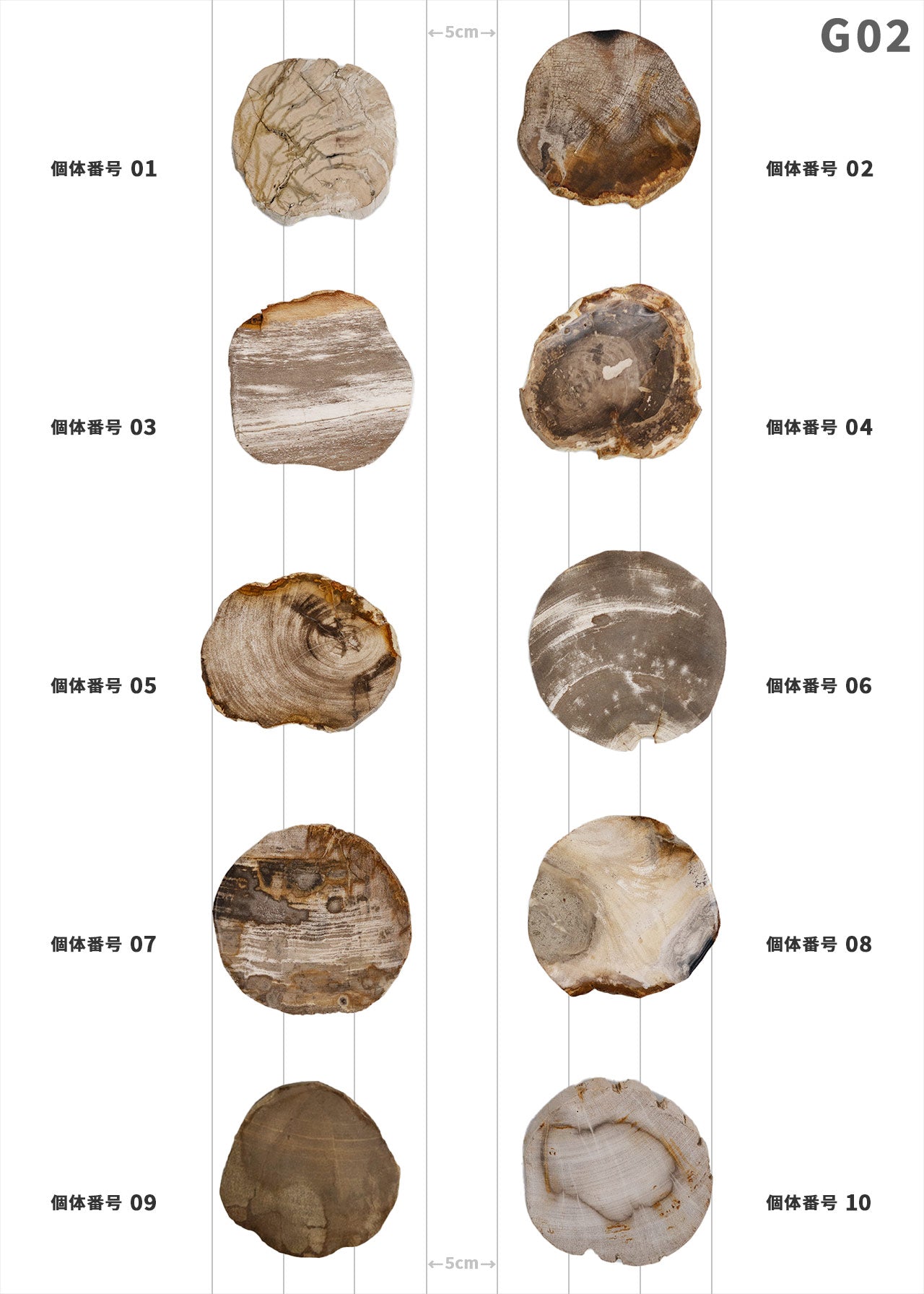 個体が選べます amabro 珪化木 ウッドコースター ナチュラル – くらす