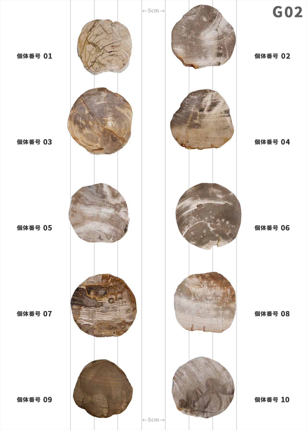 【本日限定SALE】珪化木 フォッシル プレート インテリア 置き物 本日限定SALE】珪化木 フォッシル プレート インテリア 置き物 本日