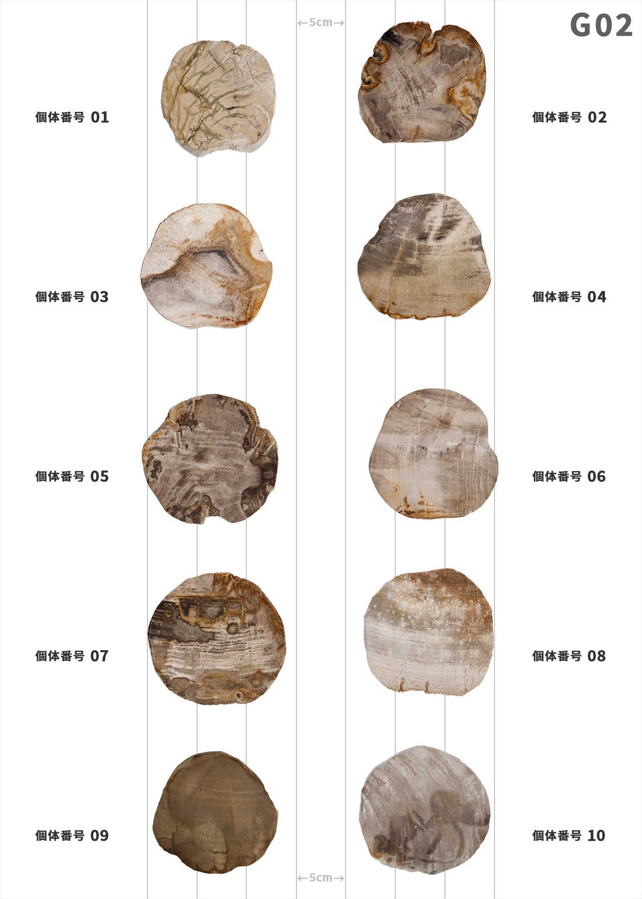 個体が選べます amabro 珪化木 ウッドコースター ナチュラル – くらす