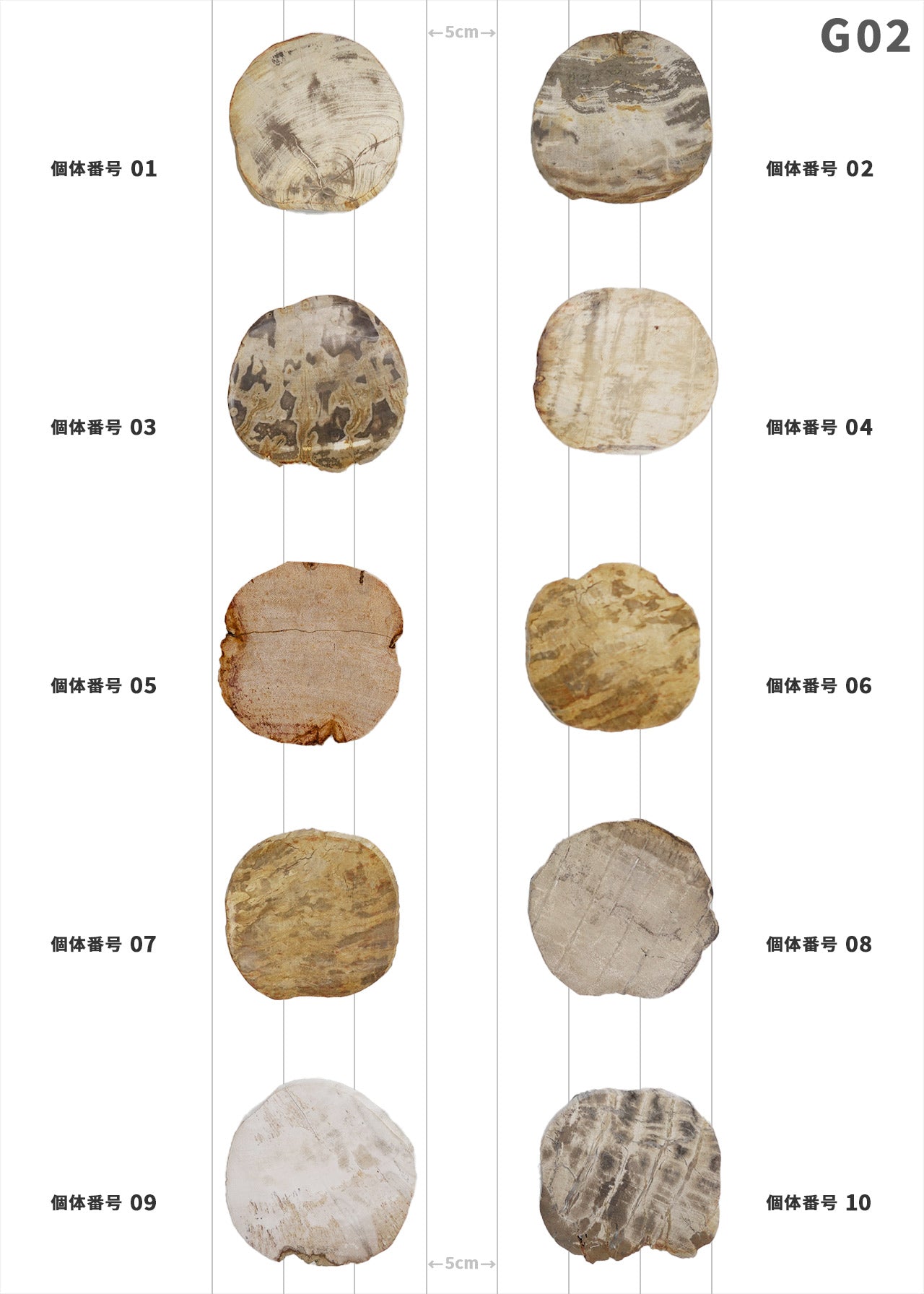 【100個体で選べる】amabro WOOD COASTER Natural  ウッドコースター ナチュラル 珪化木