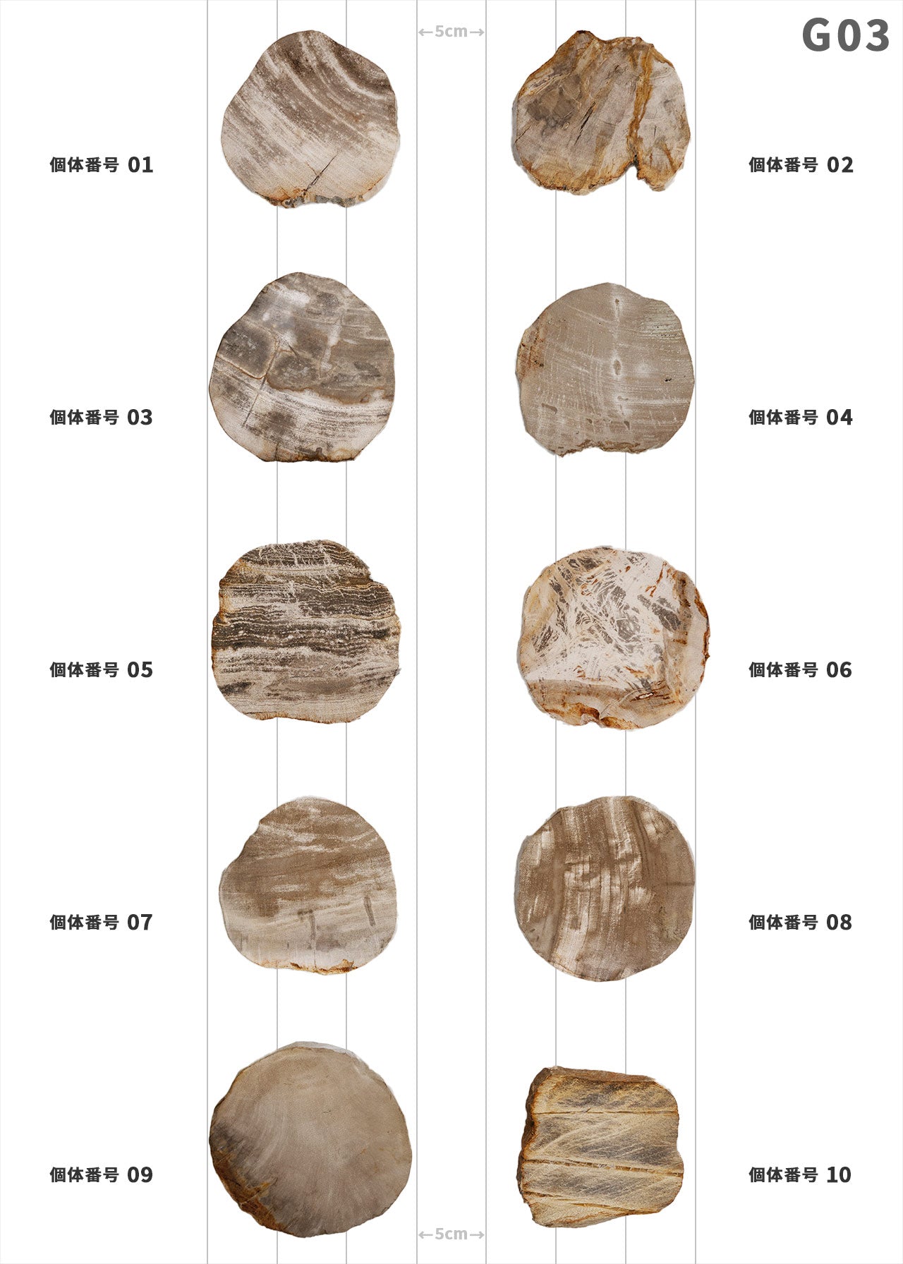個体が選べます amabro 珪化木 ウッドコースター ナチュラル – くらす