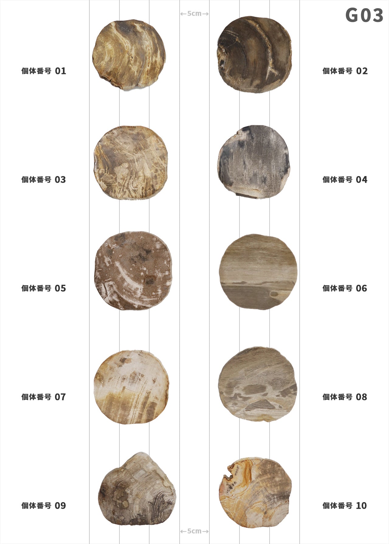 【50個体～】amabro WOOD COASTER Natural  ウッドコースター ナチュラル 珪化木