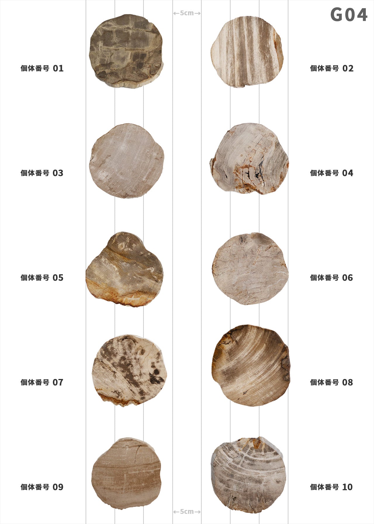 フォッシルプレート　珪化木 楽天市場】stem ステム フォッシルプレート【珪化木 ケイカボク