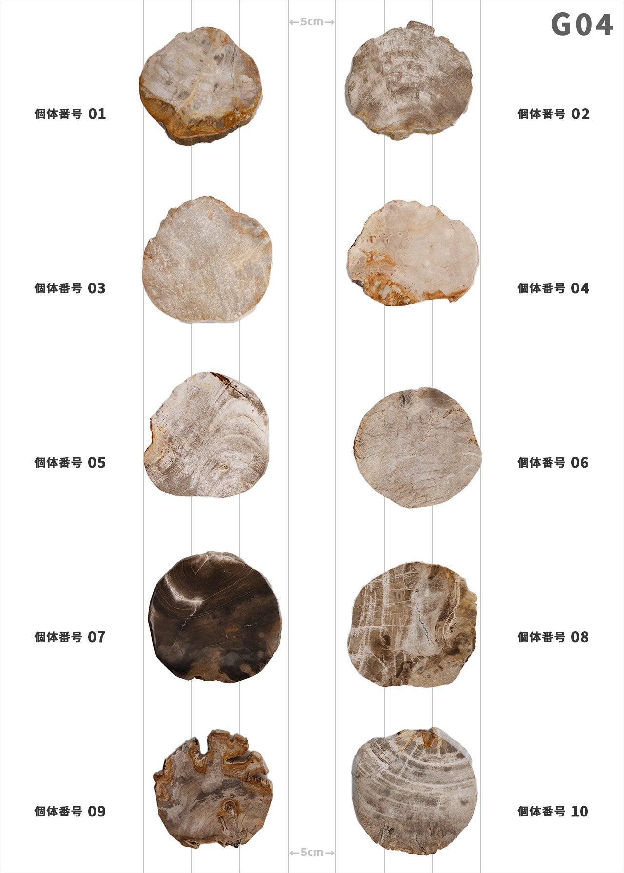 珪化木 個体が選べます amabro 珪化木 ウッドコースター ナチュラル – くらす