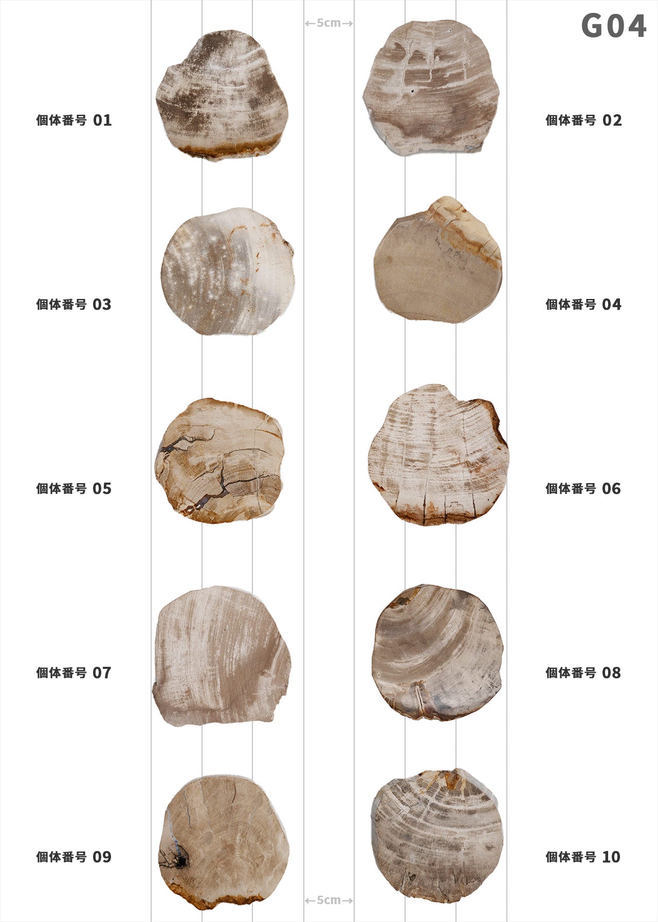 【100個体で選べる】amabro WOOD COASTER Natural  ウッドコースター ナチュラル 珪化木