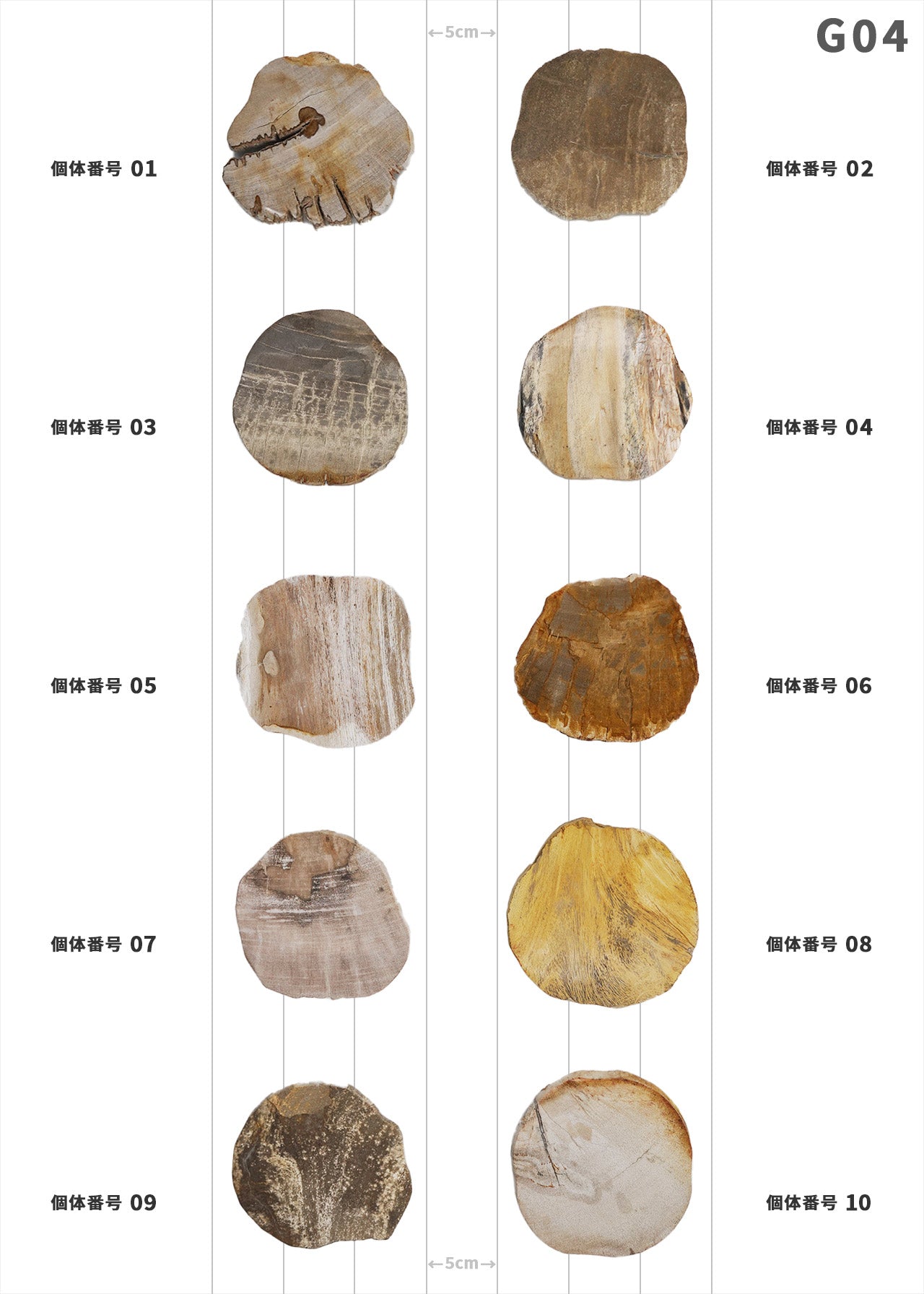 【50個体～】amabro WOOD COASTER Natural  ウッドコースター ナチュラル 珪化木
