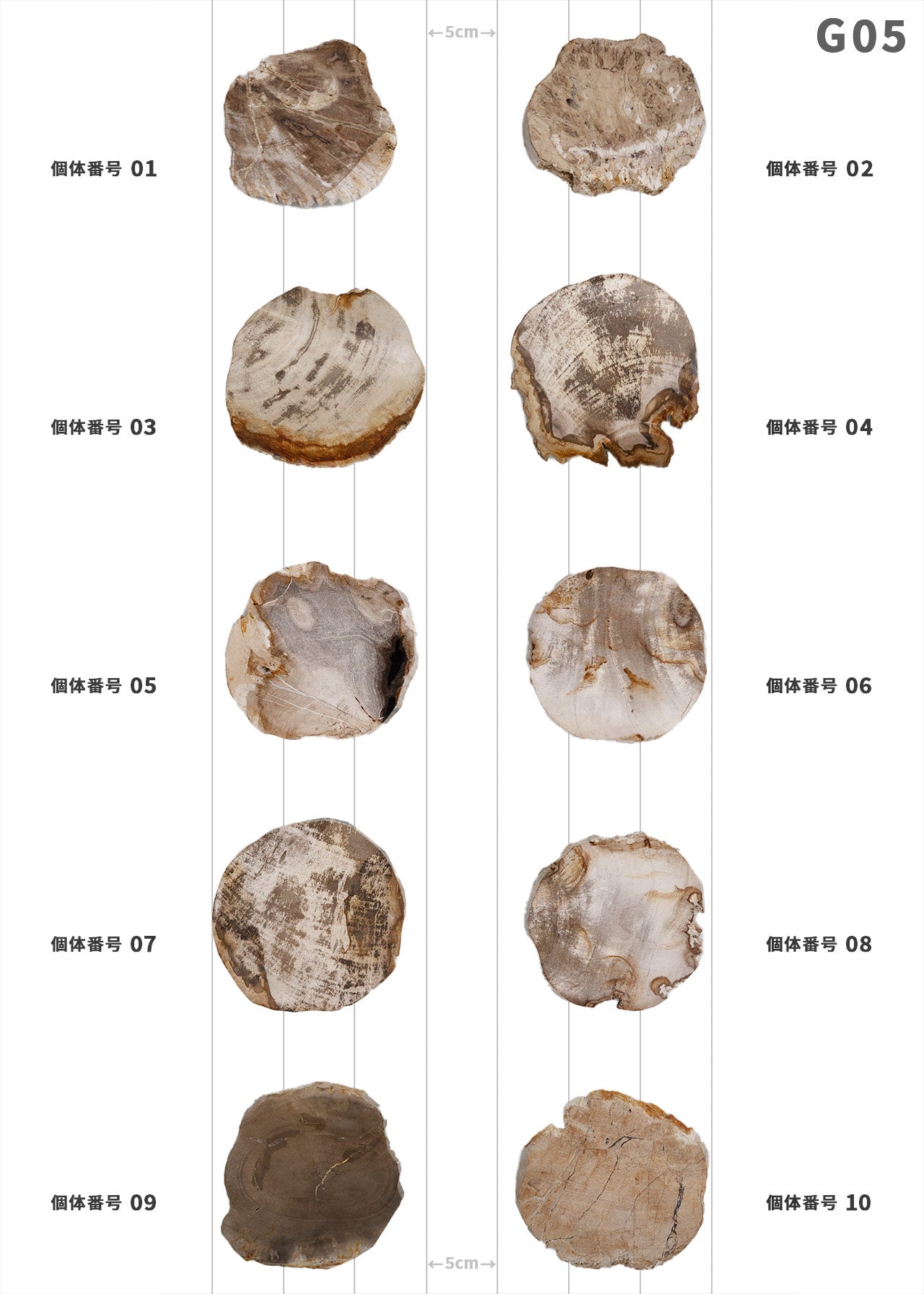 【100個体で選べる】amabro WOOD COASTER Natural  ウッドコースター ナチュラル 珪化木