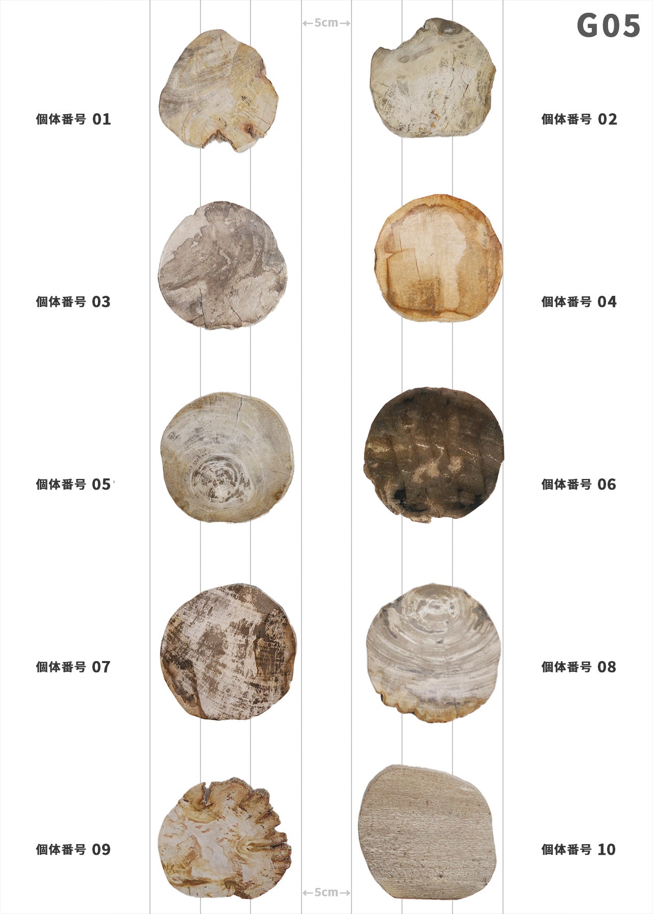 【100個体で選べる】amabro WOOD COASTER Natural  ウッドコースター ナチュラル 珪化木