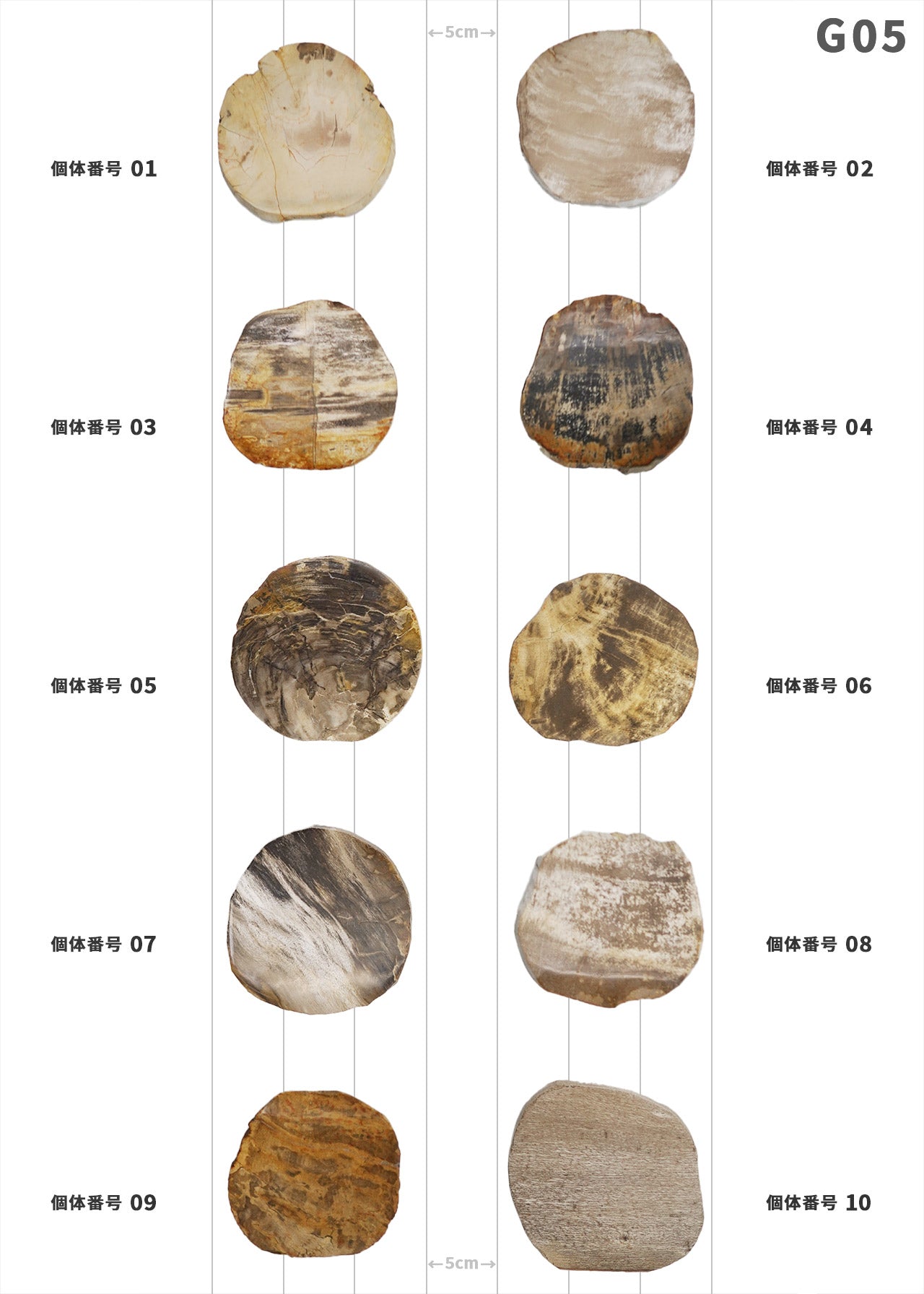 【50個体～】amabro WOOD COASTER Natural  ウッドコースター ナチュラル 珪化木
