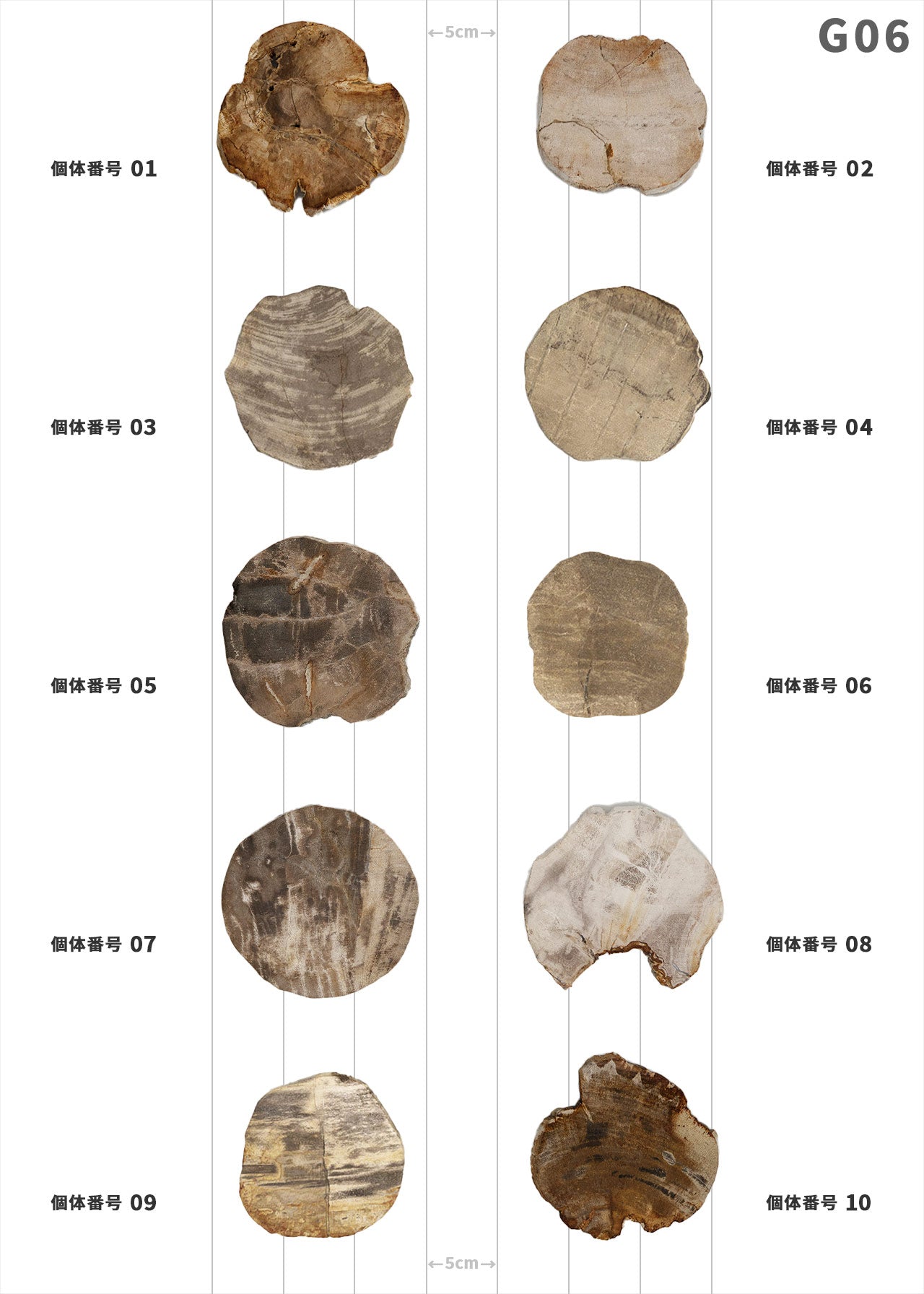 【個体が選べる】amabro WOOD COASTER Natural  珪化木