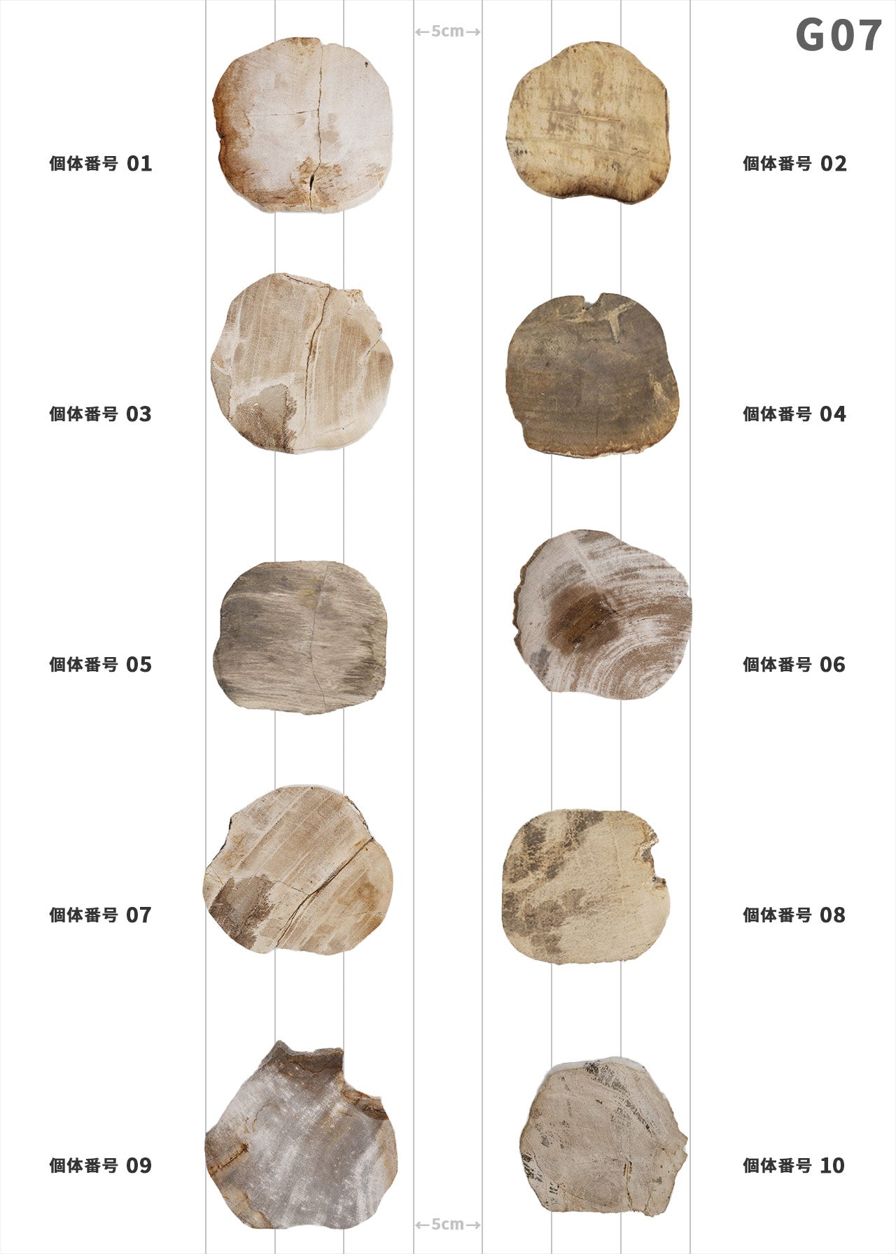 【個体が選べる】amabro WOOD COASTER Natural  珪化木