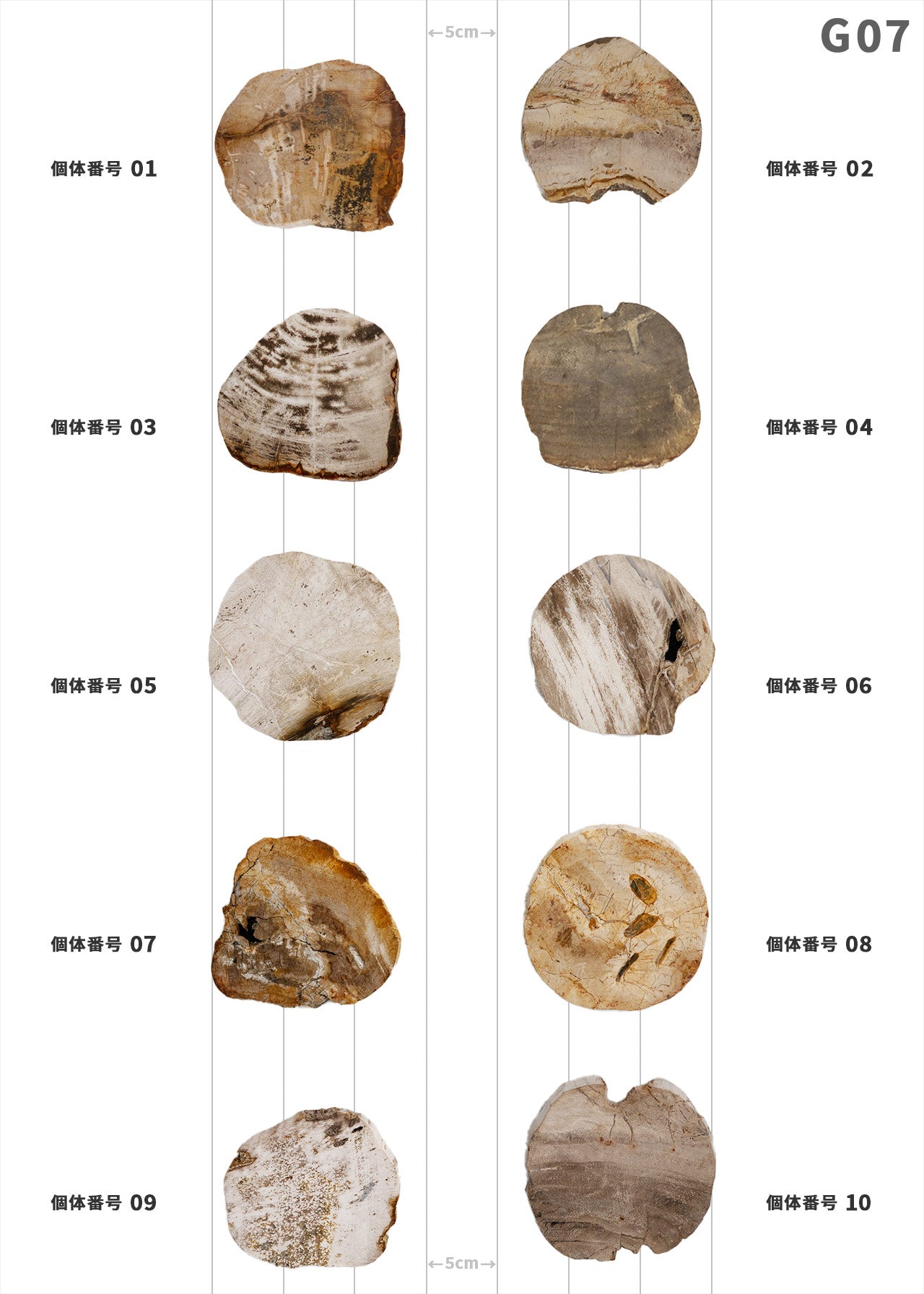 【個体で選べる】amabro WOOD COASTER Natural  珪化木