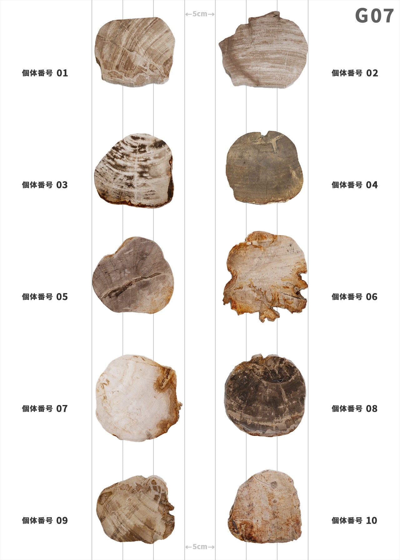 【100個体で選べる】amabro WOOD COASTER Natural  ウッドコースター ナチュラル 珪化木