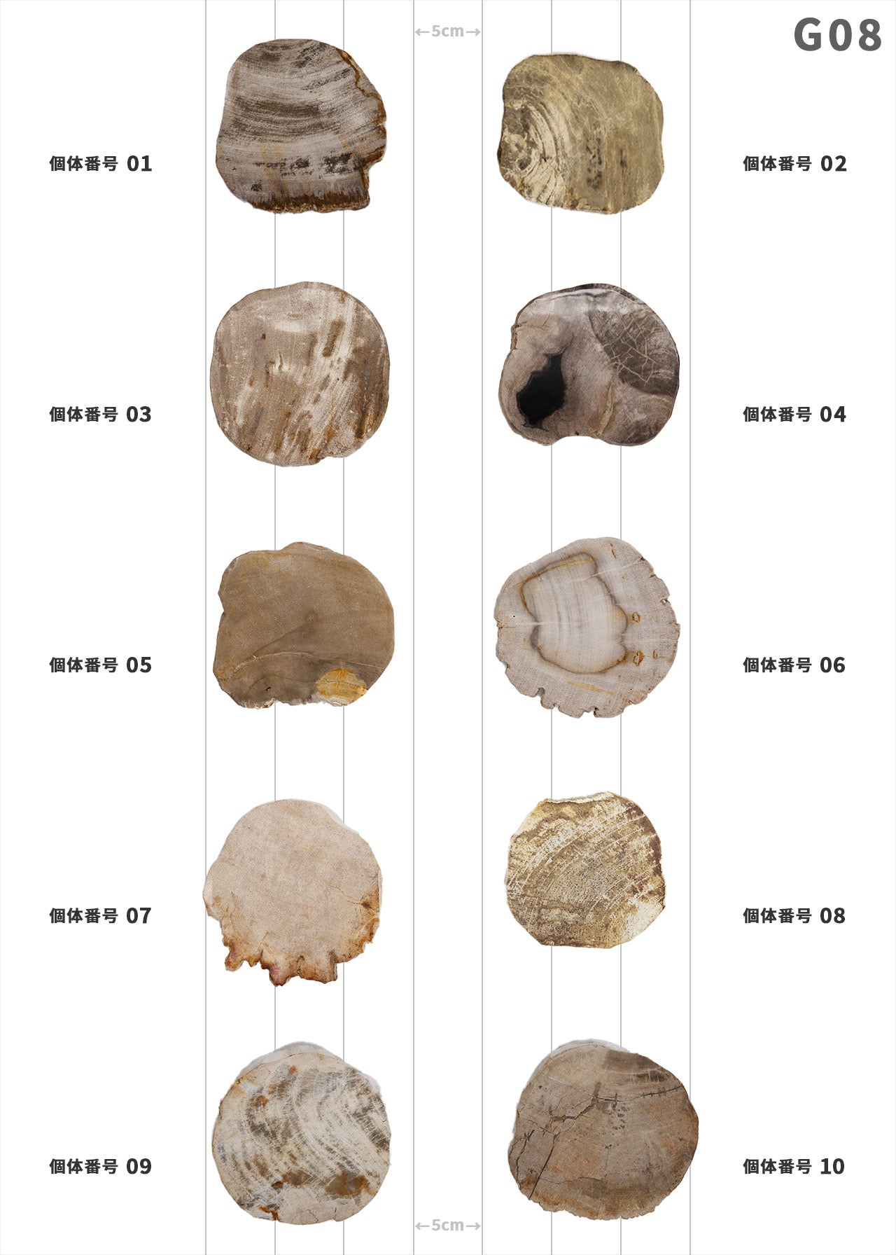 個体が選べます amabro 珪化木 ウッドコースター ナチュラル – くらす