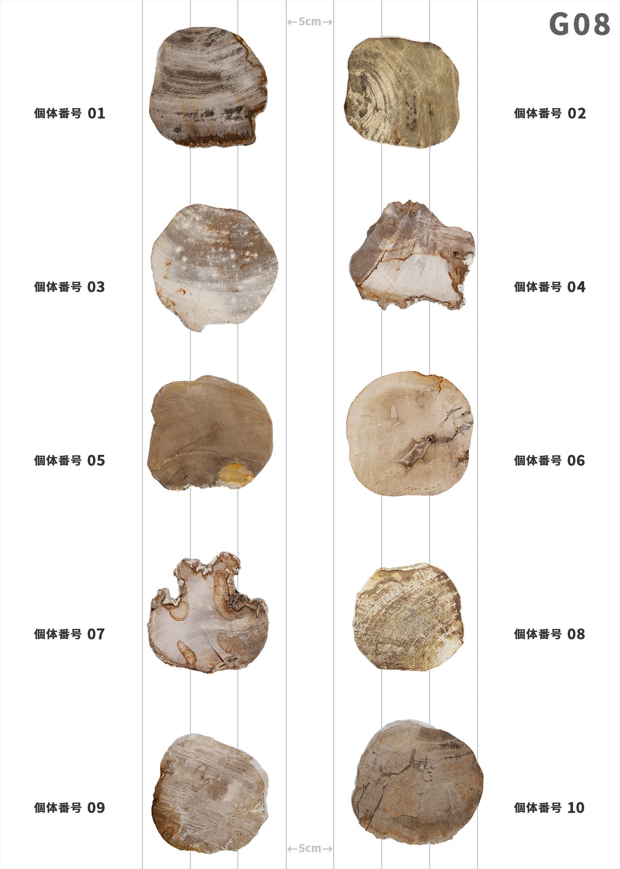 【100個体で選べる】amabro WOOD COASTER Natural  ウッドコースター ナチュラル 珪化木