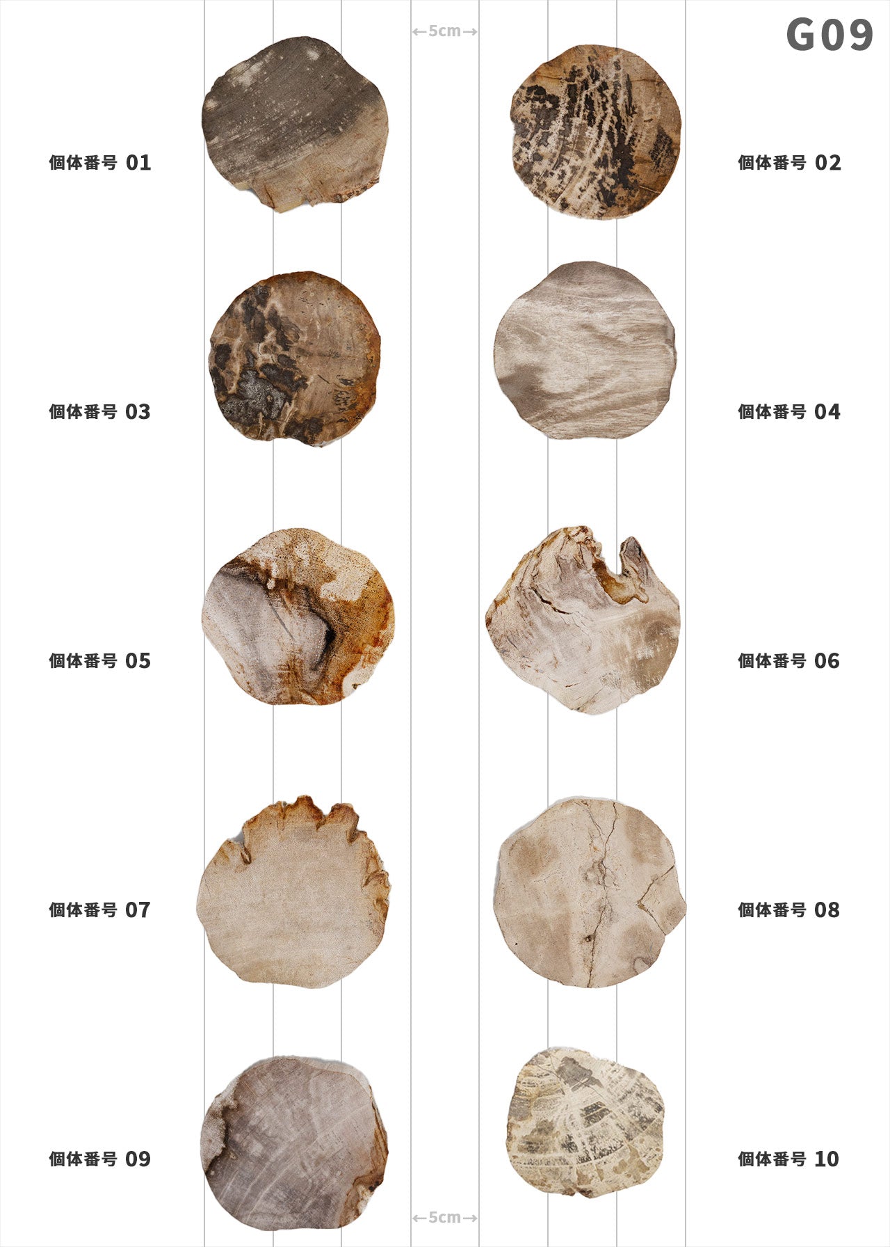 BM、珪化木セット 個体が選べます amabro 珪化木 ウッドコースター ナチュラル – くらす