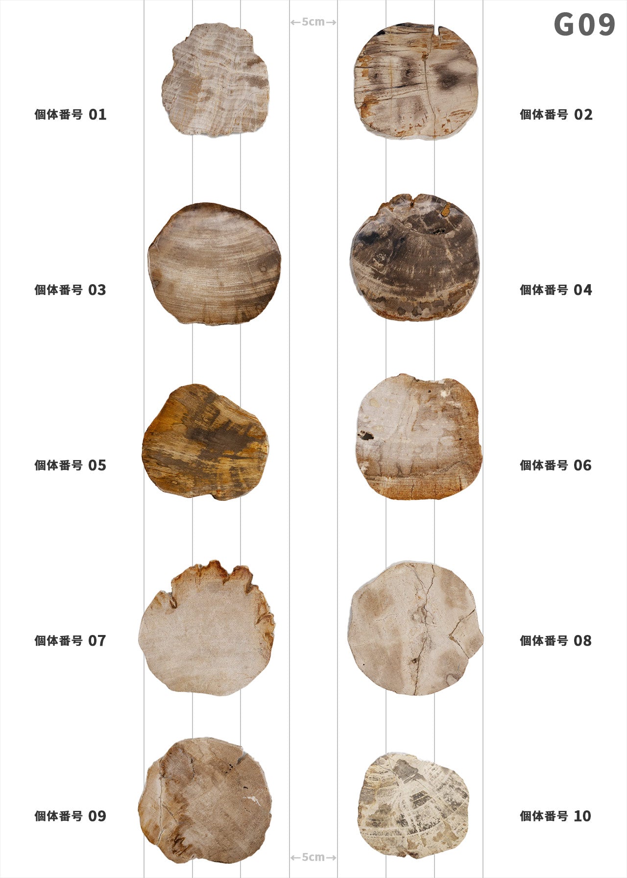 【100個体で選べる】amabro WOOD COASTER Natural  ウッドコースター ナチュラル 珪化木