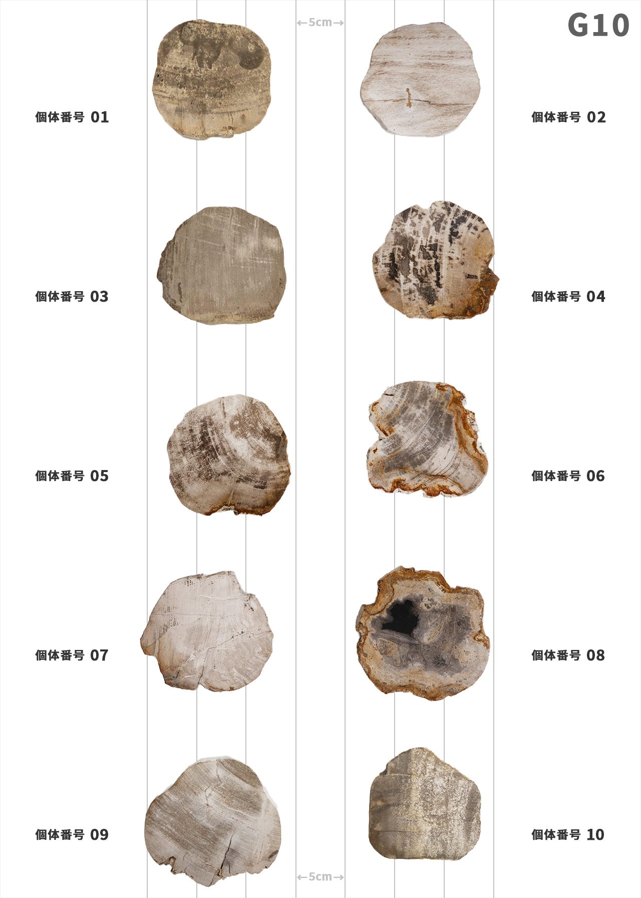 個体が選べます amabro 珪化木 ウッドコースター ナチュラル – くらす