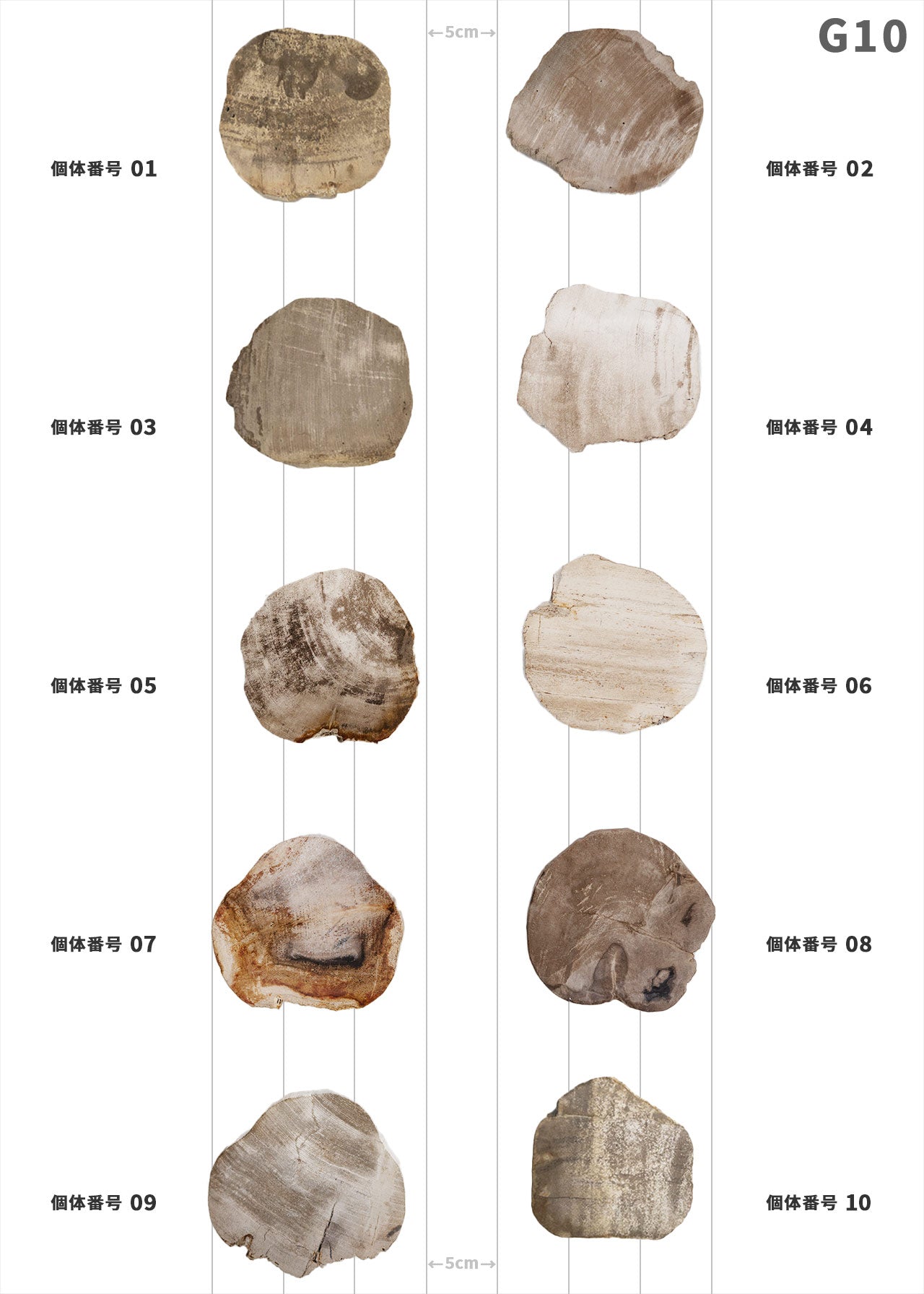 個体が選べます amabro 珪化木 ウッドコースター ナチュラル – くらす