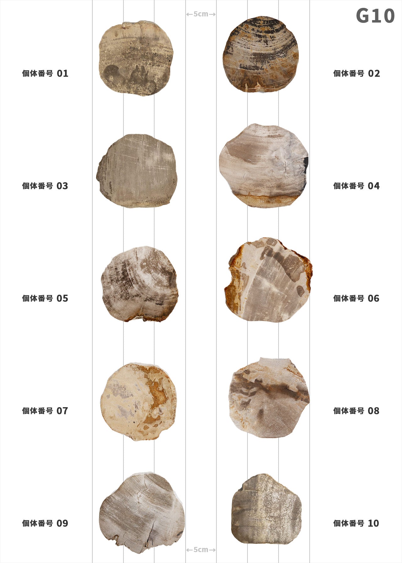 【100個体で選べる】amabro WOOD COASTER Natural  ウッドコースター ナチュラル 珪化木