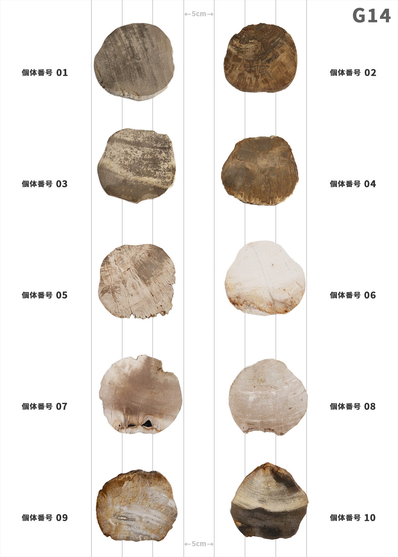 【100個体で選べる】amabro WOOD COASTER Natural  ウッドコースター ナチュラル 珪化木