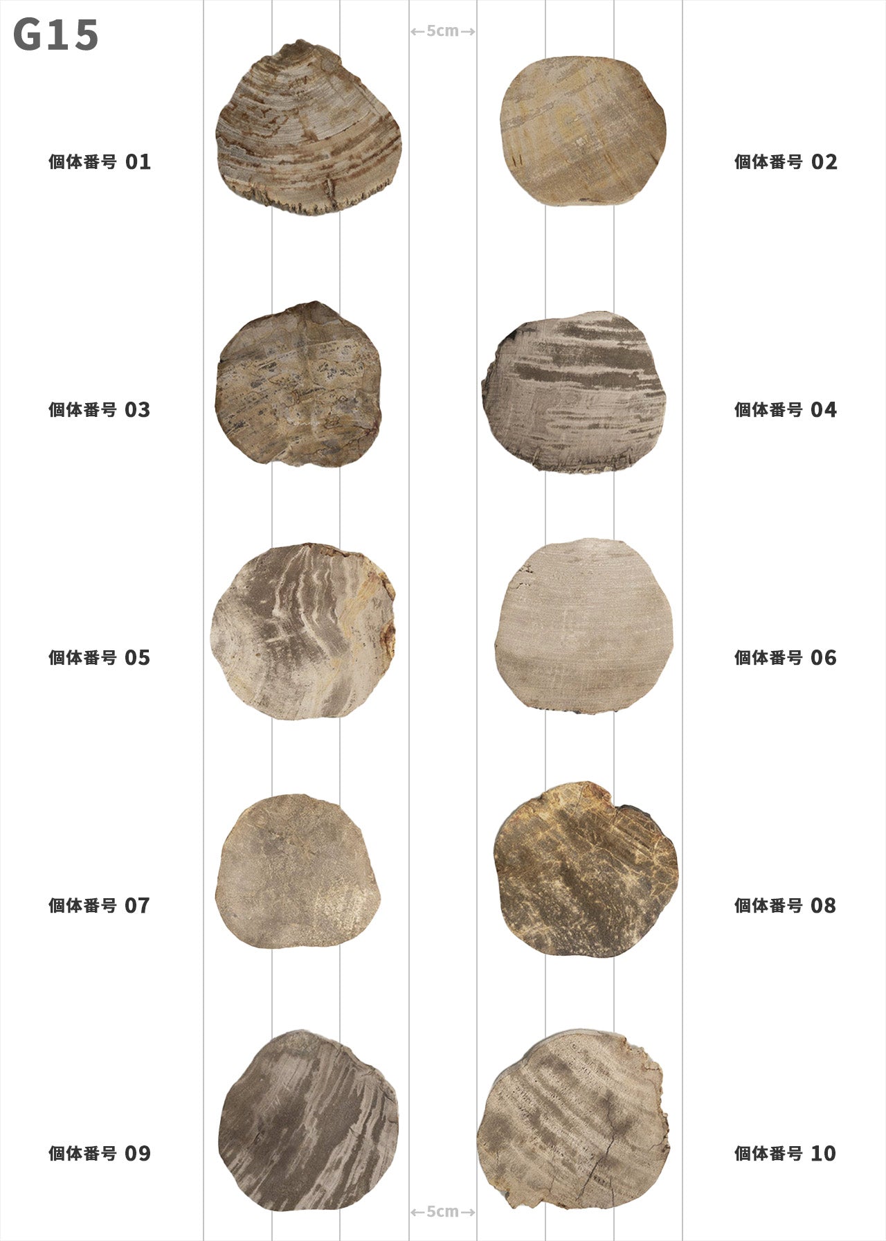 【100個体で選べる】amabro WOOD COASTER Natural  ウッドコースター ナチュラル 珪化木