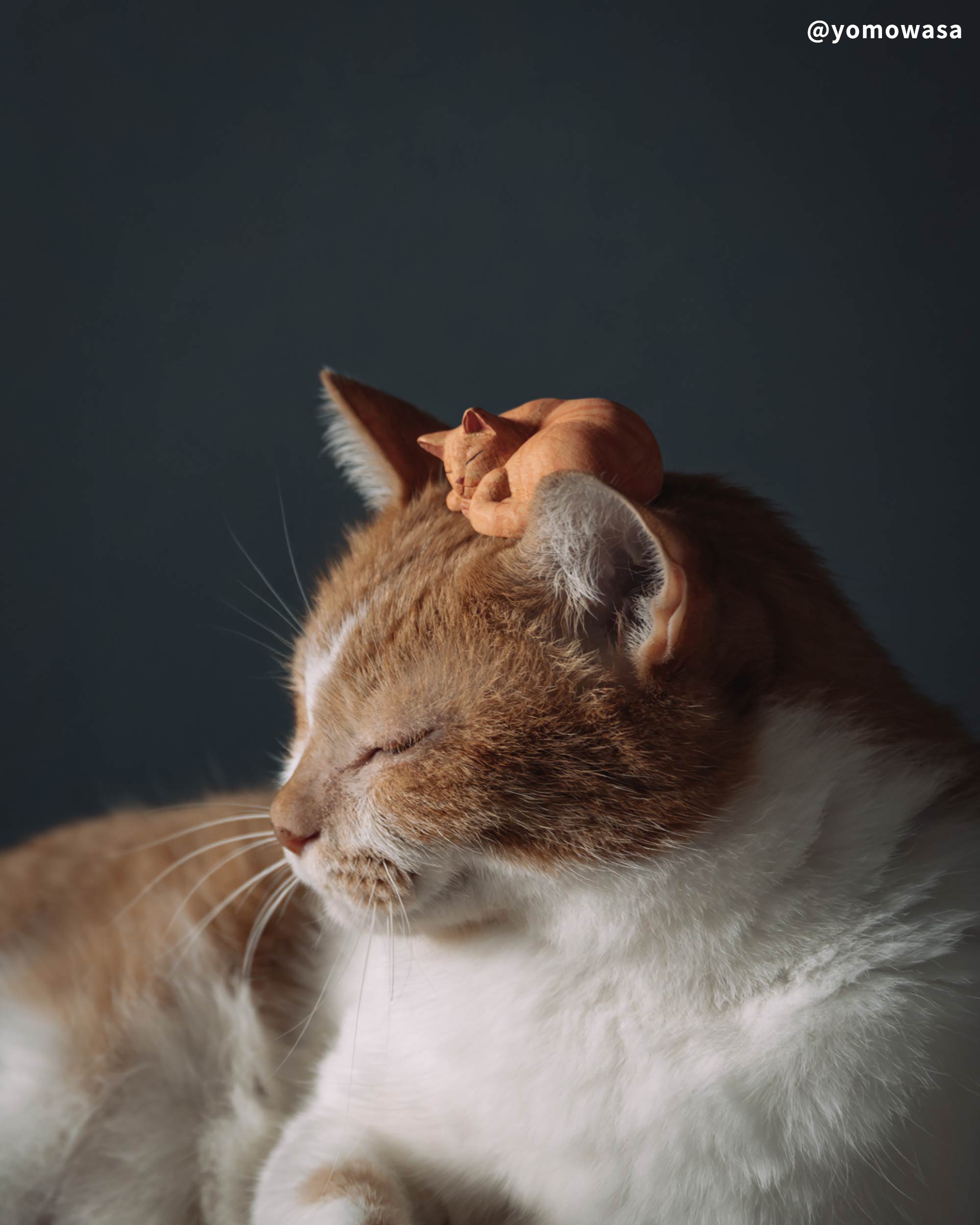 猫の鏡餅 猫餅 作家さん 猫の鏡餅 猫餅 作家さん 猫の鏡餅 猫餅 作家さん 119279_main01.jpg