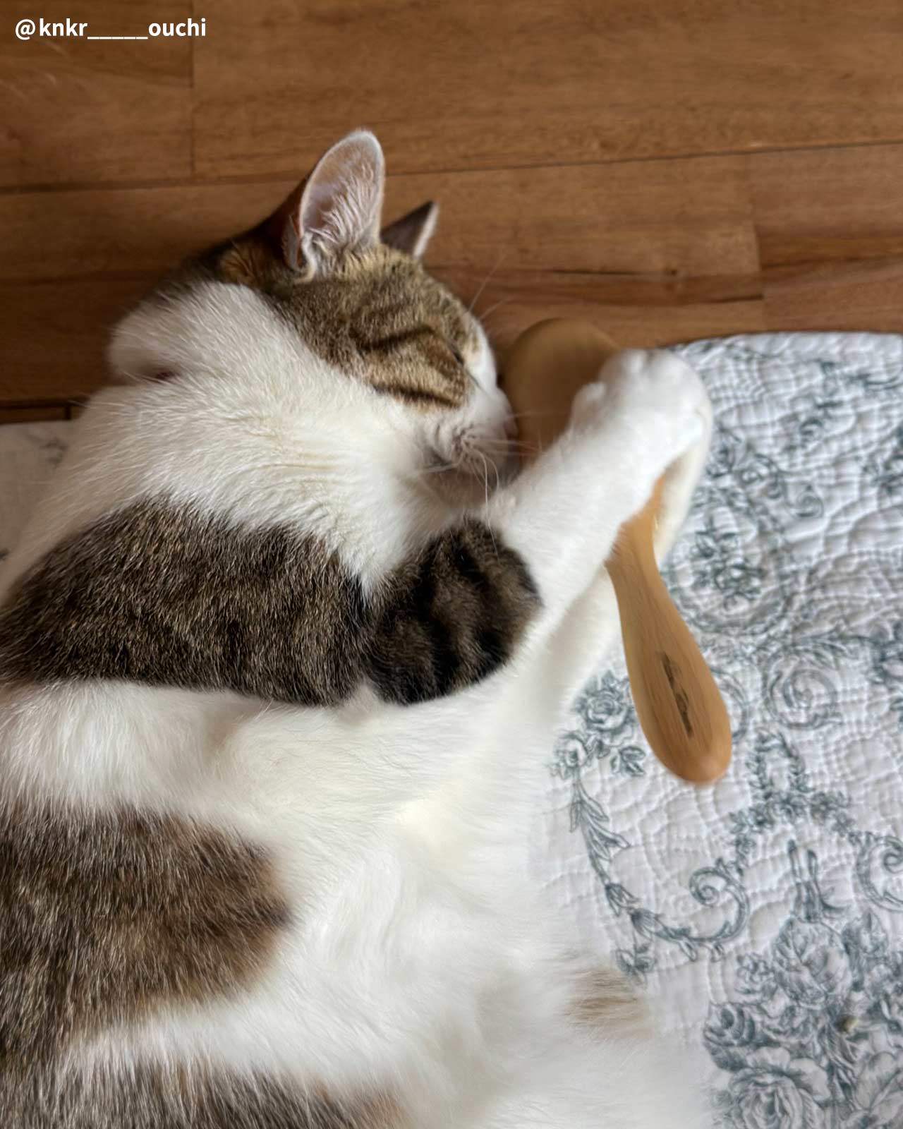 【名入れ】 ねこくら Hug!brush オリジナル キャットブラシ
