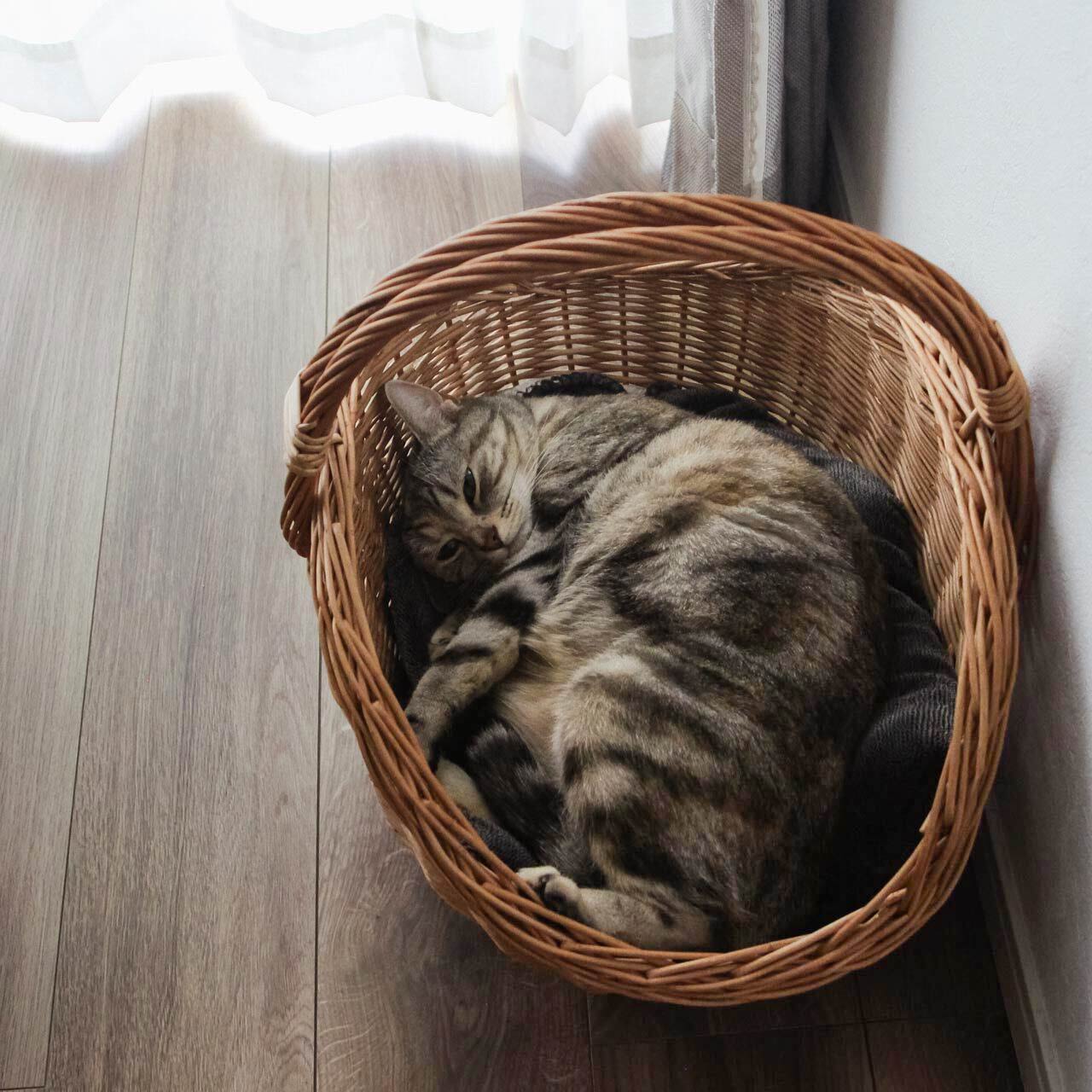 ねこがすっぽり入る ラトビア 薪のかご PinumuPasaule 2サイズ