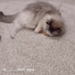 【名入れ】Hug!brush ねこくら オリジナル 猫用ブラシ