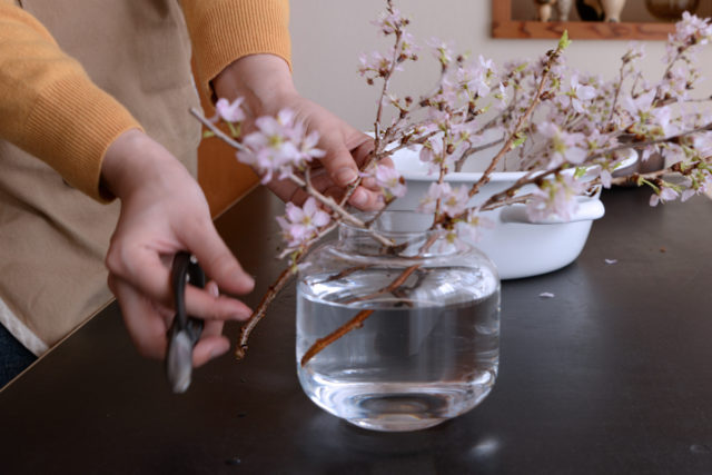 おうちでお花見 小さなガラス花瓶に桜の枝を生けるコツ くらすかたち Note